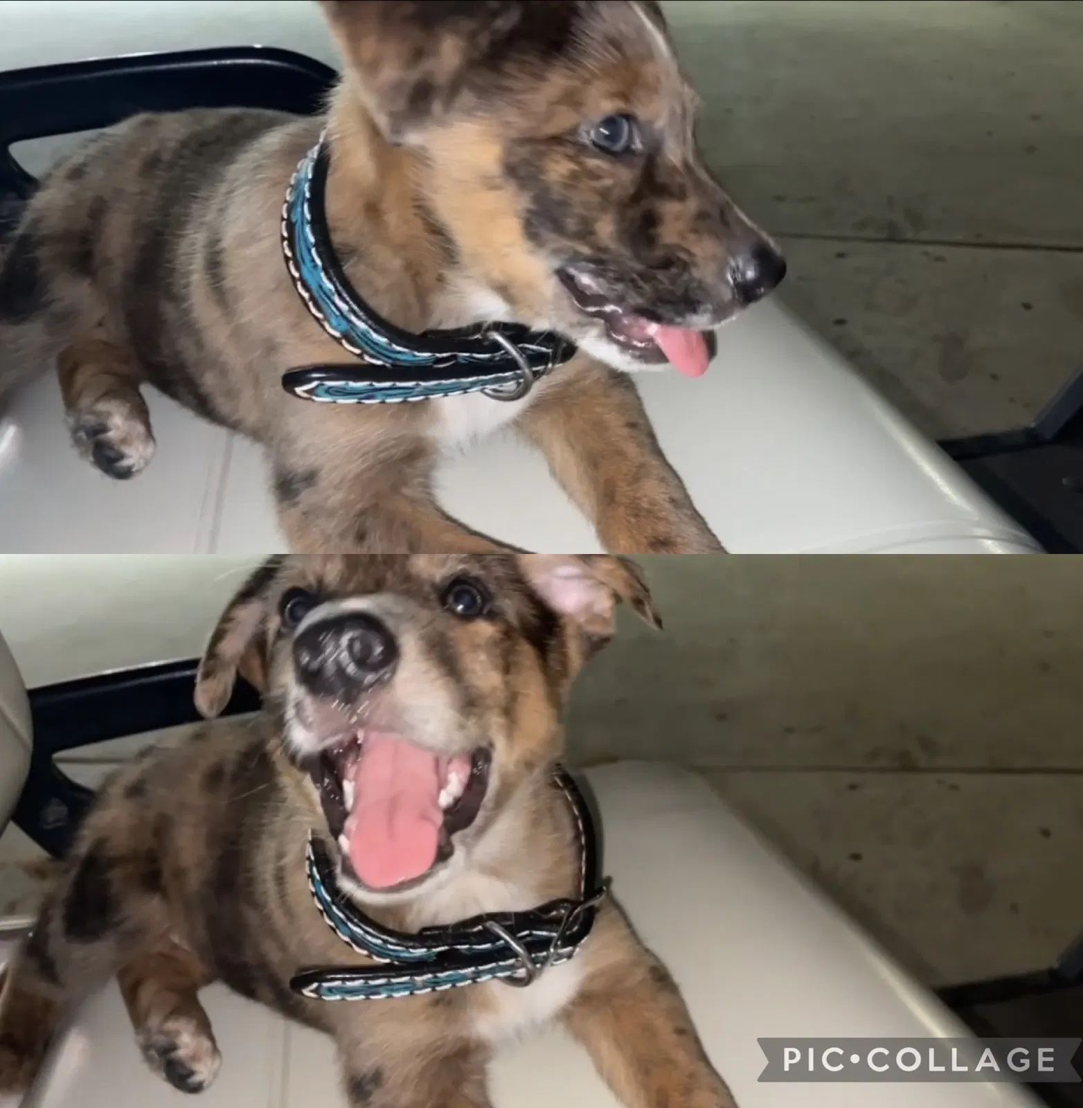 Lost dog in Emporia, KS, 66801