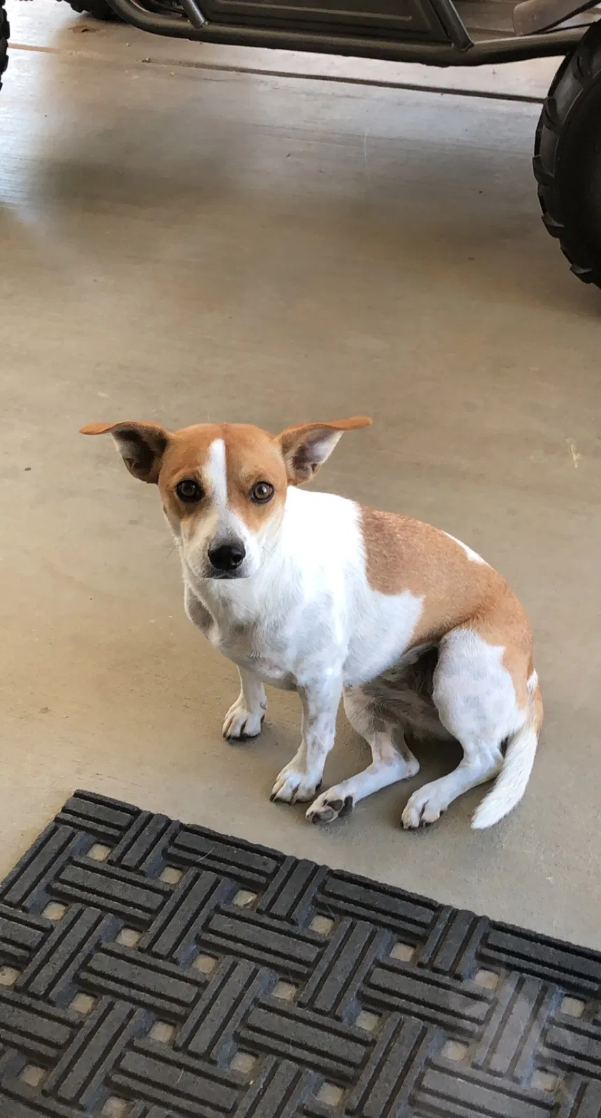 Lost dog in Nuevo, CA, 92567