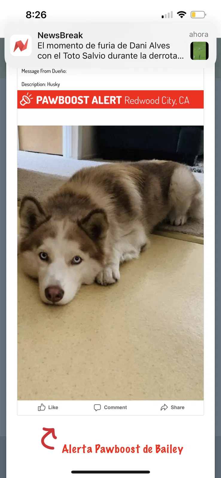 Lost dog in Redwood City, CA, 94061