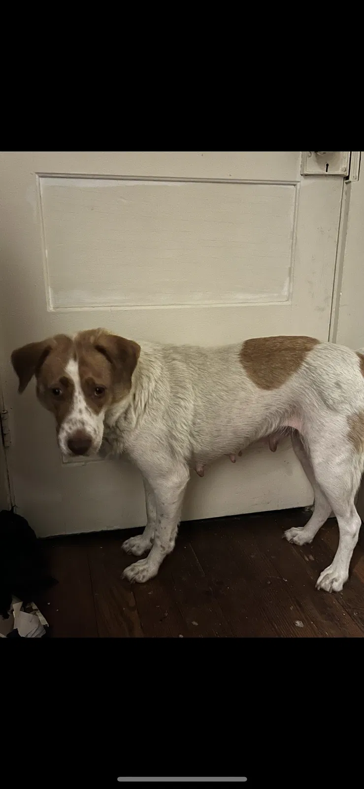 Lost dog in Wynne, AR, 72396