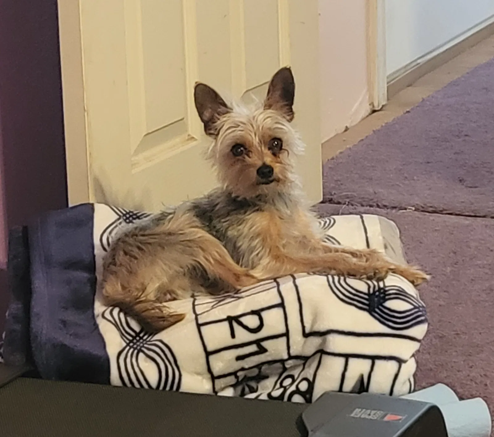 Lost dog in Dallas, TX, 75253