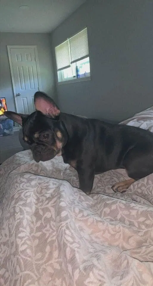 Lost dog in Porter, TX, 77365
