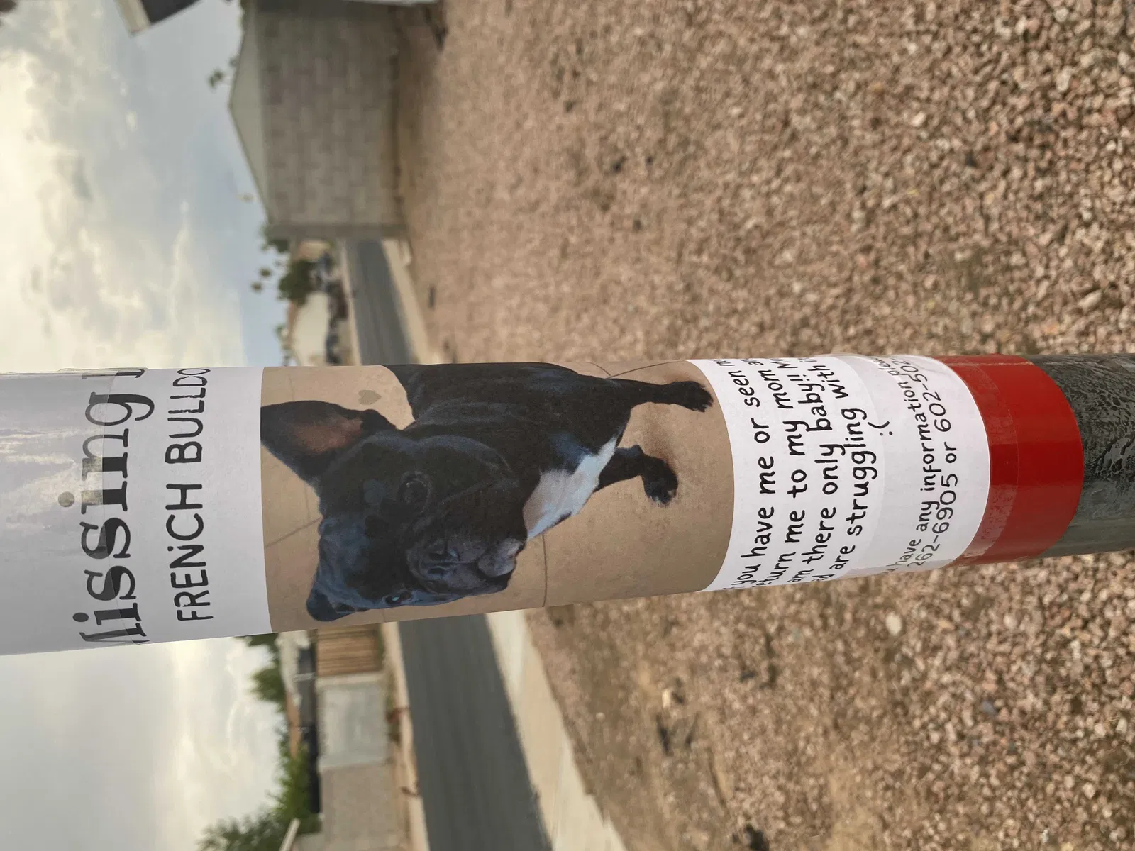 Lost dog in Phoenix, AZ, 85035