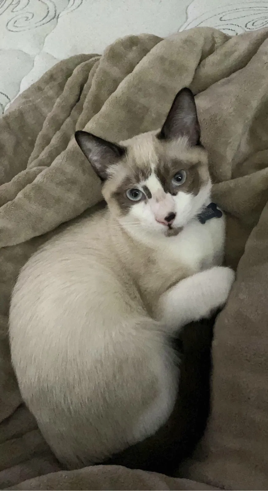 Lost cat in Temecula, CA, 92591