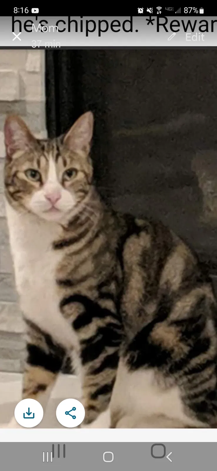 Lost cat in Winchester, CA, 92596
