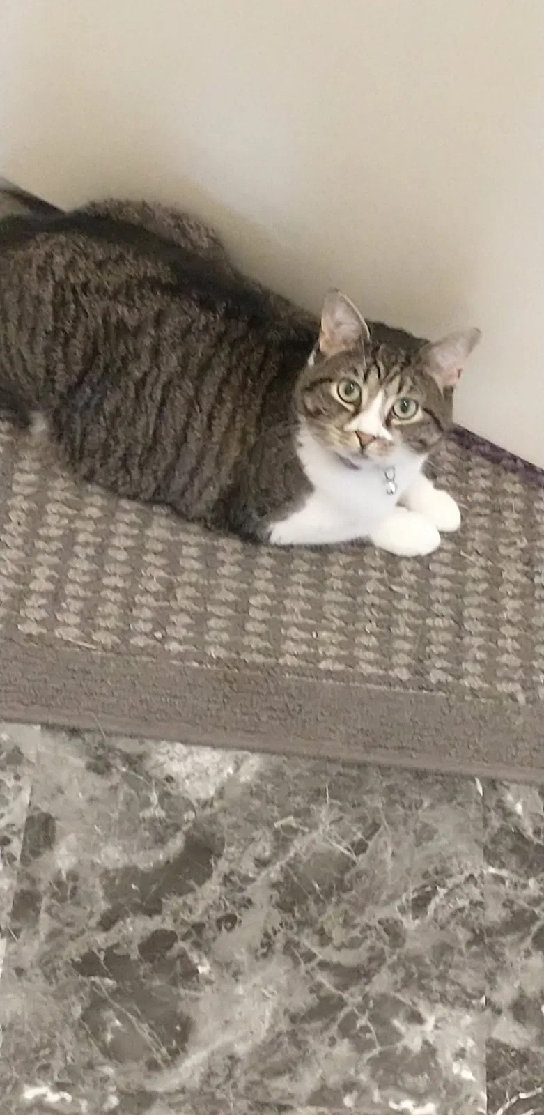 Lost cat in Vandalia, OH, 45377