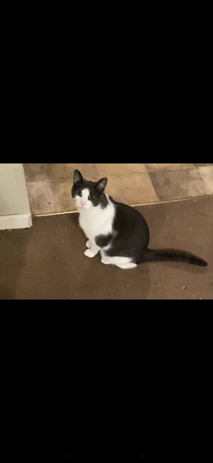 Lost cat in Monticello, GA, 31064
