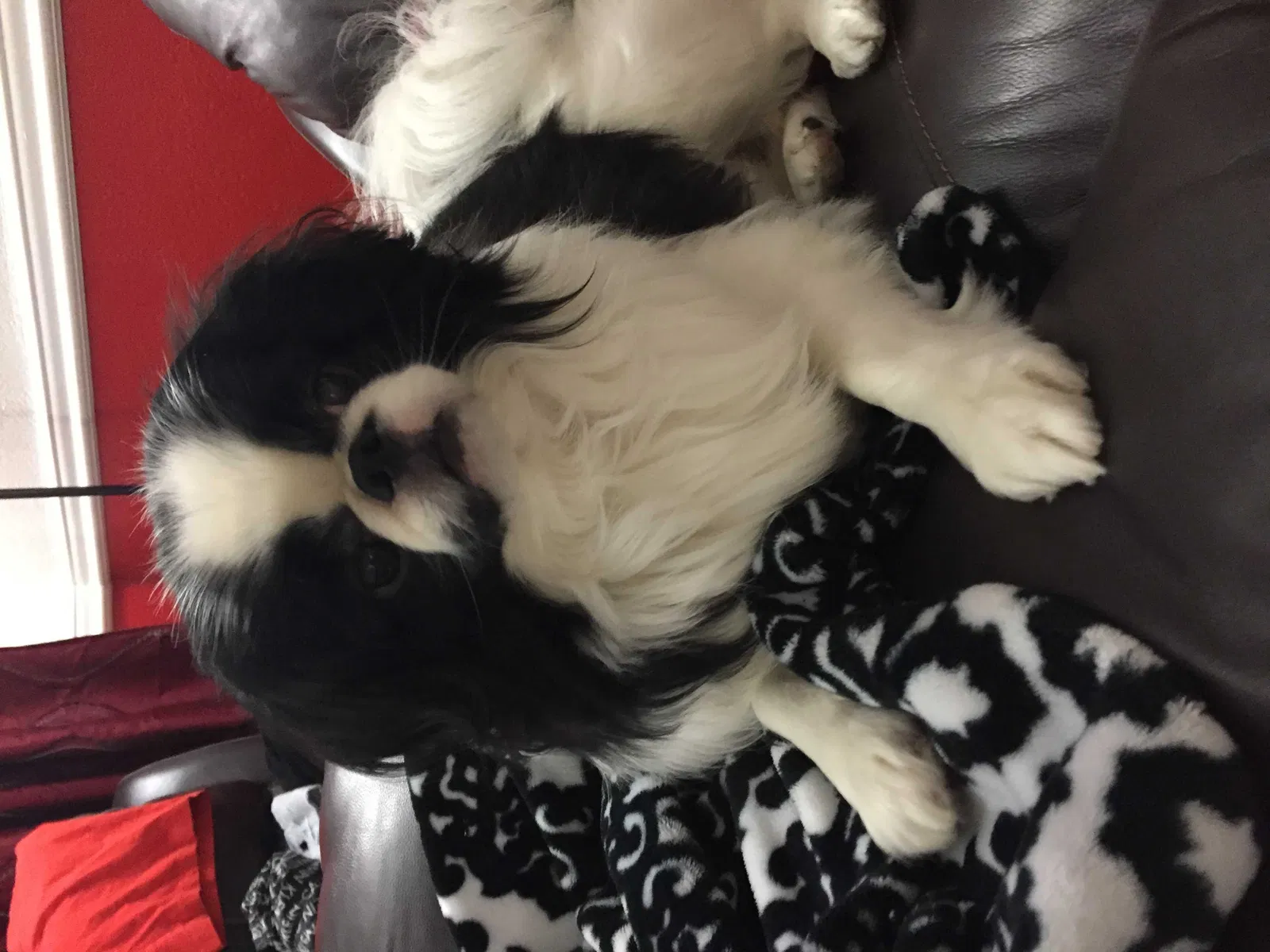 Lost dog in Miami, FL, 33193