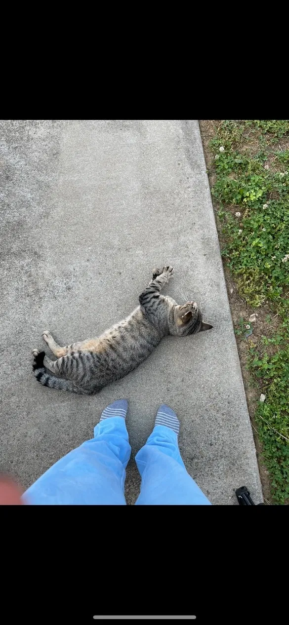 Lost cat in Sellersburg, IN, 47172