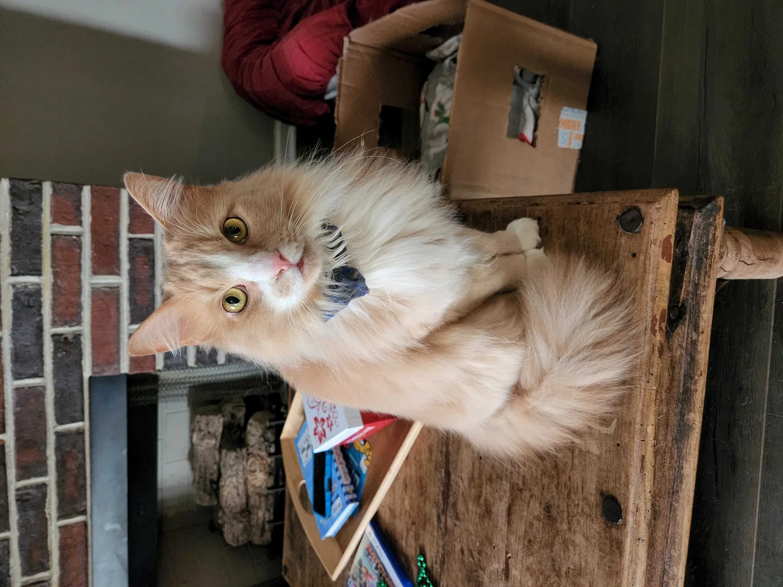 Lost cat in Commerce, GA, 30529