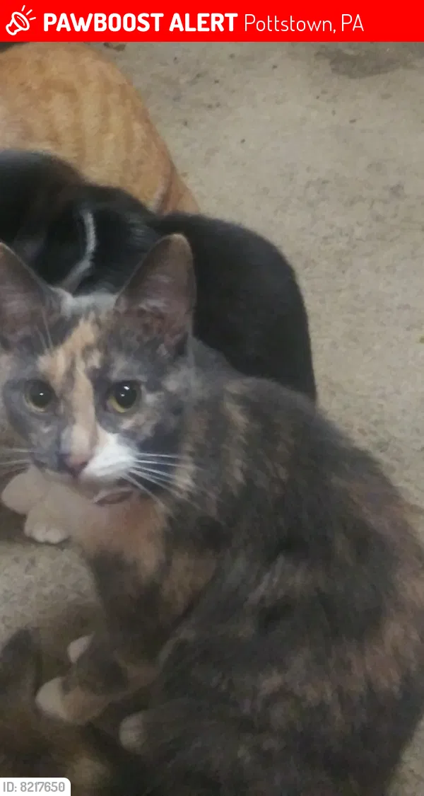 Lost cat in Pottstown, PA, 19464