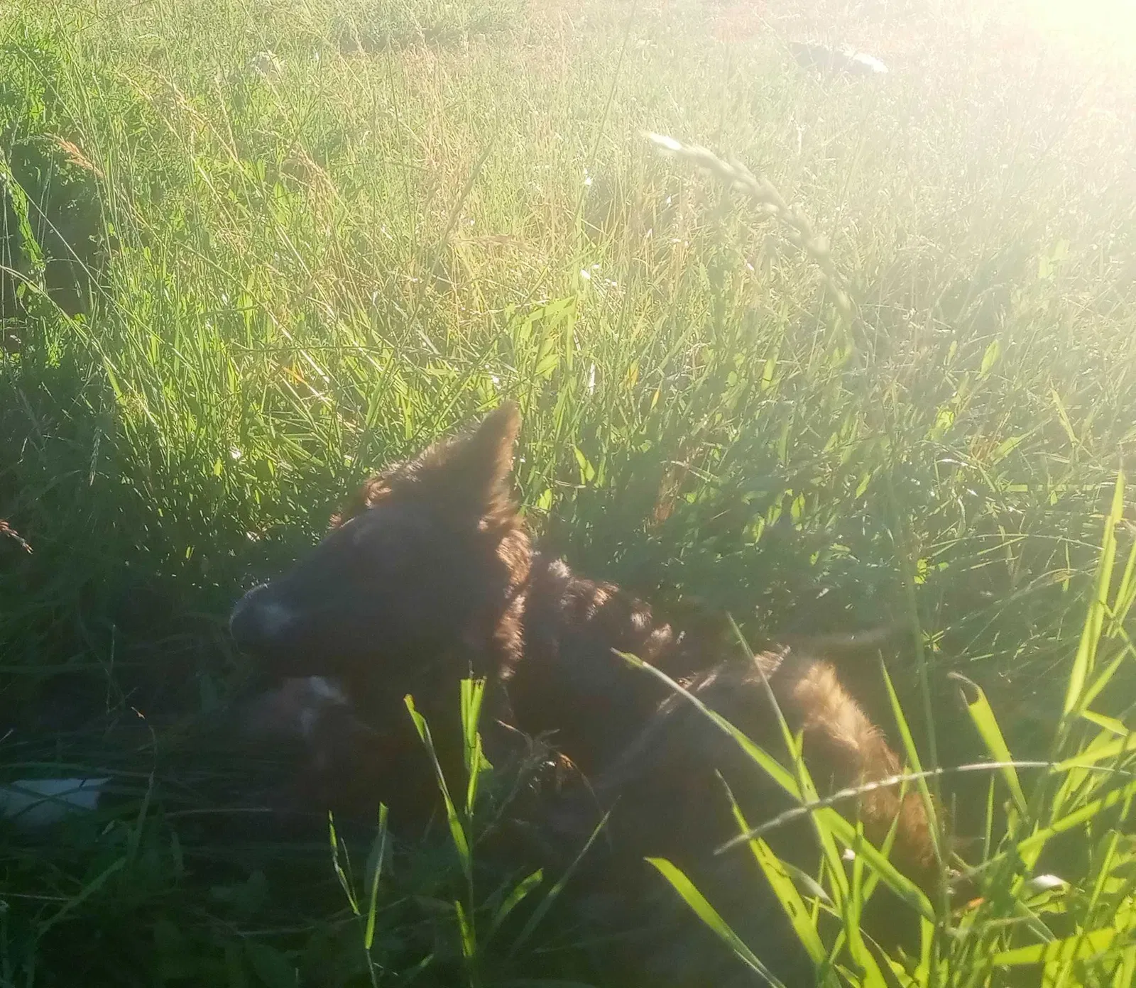 Lost dog in Homedale, ID, 83628