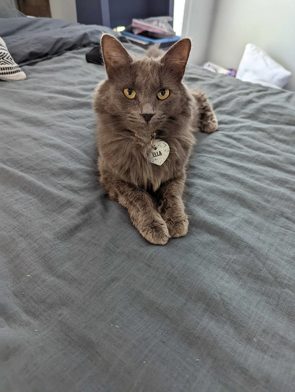 Lost cat in Sharpsburg, GA, 30277