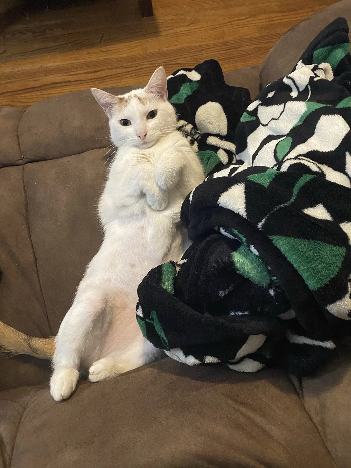 Lost cat in Middleburg, FL, 32068