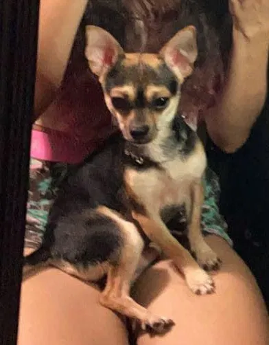 Lost dog in Winston Salem, NC, 27105