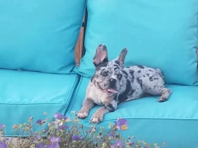 Lost dog in Cincinnati, OH, 45251