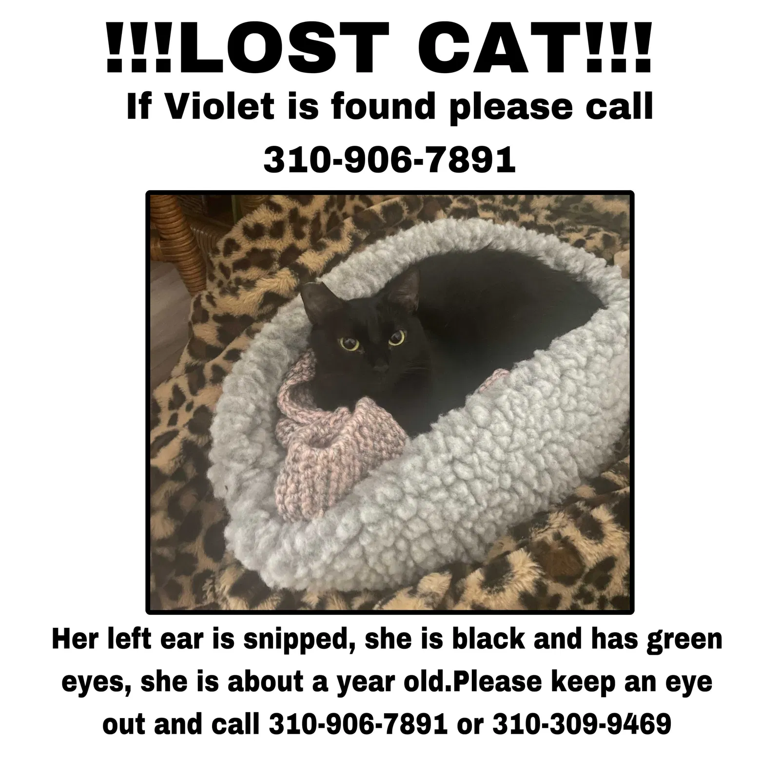 Lost cat in Thousand Oaks, CA, 91360