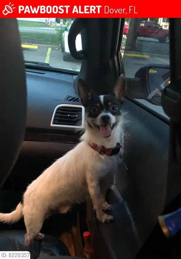 Lost dog in Houston, TX, 77095