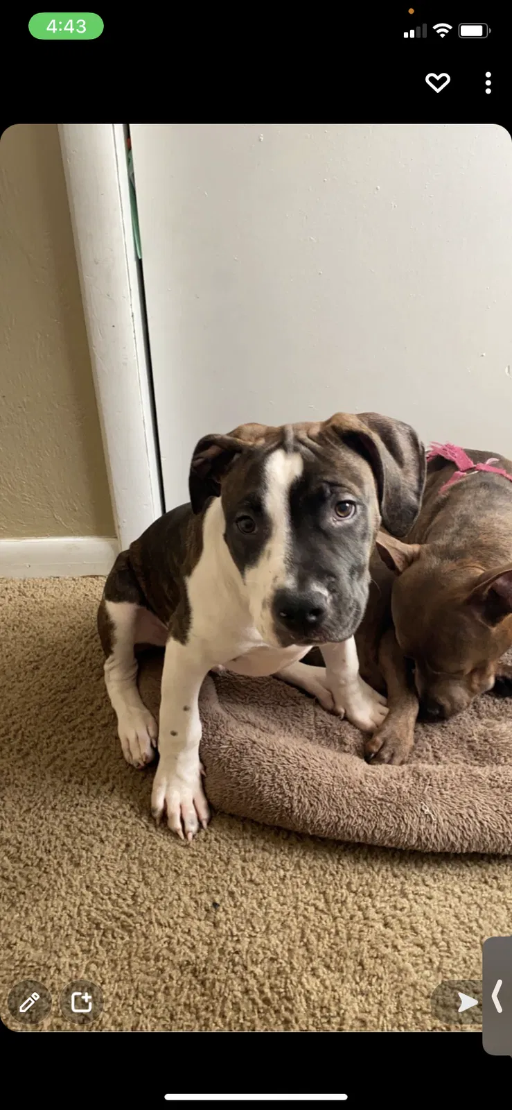 Lost dog in West Lafayette, IN, 47906