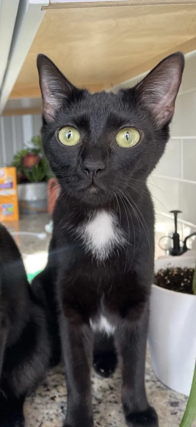 Lost cat in Halethorpe, MD, 21227