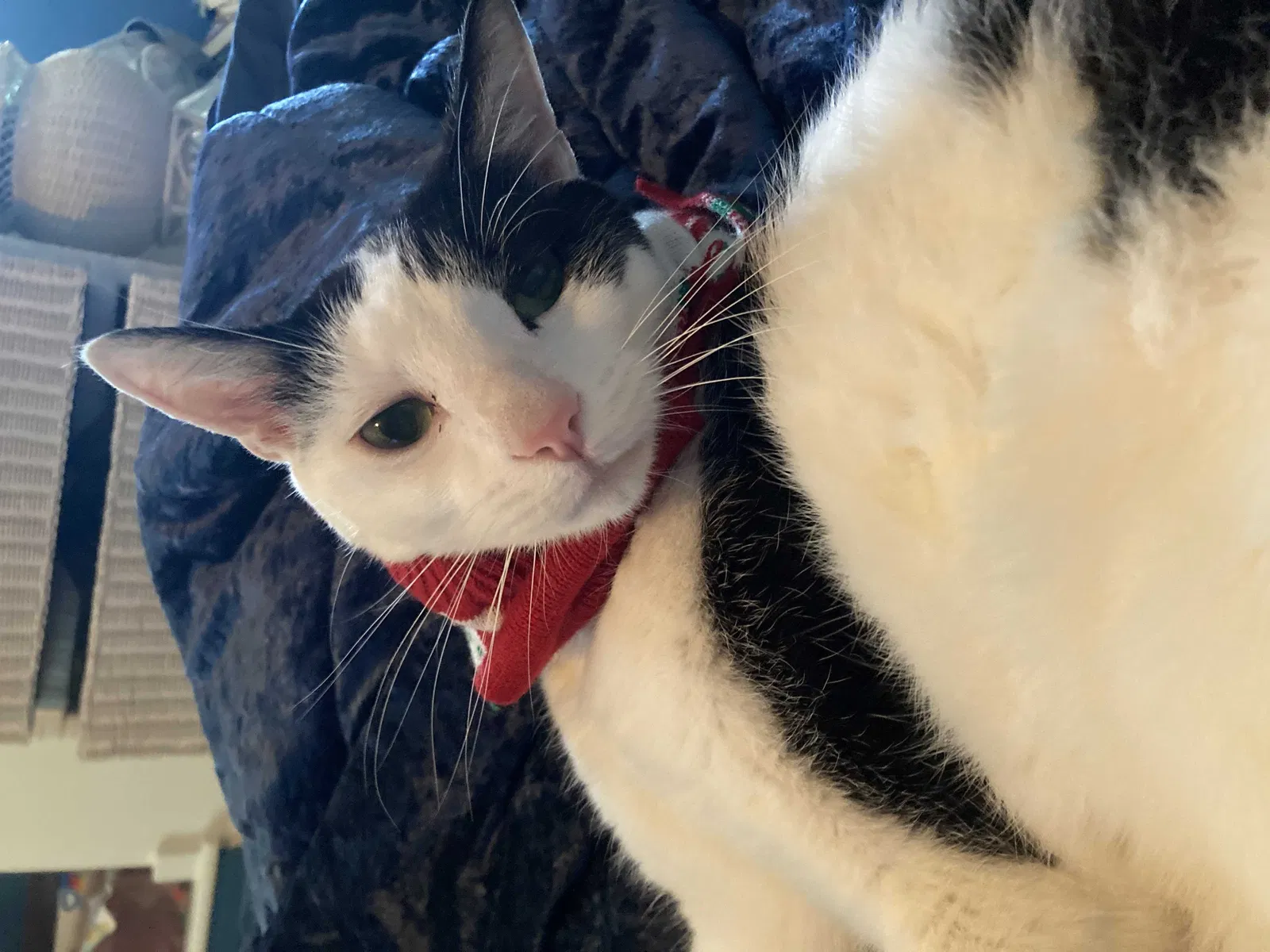 Lost cat in Pekin, IL, 61554