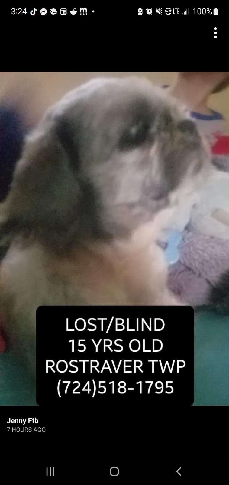 Lost dog in Belle Vernon, PA, 15012