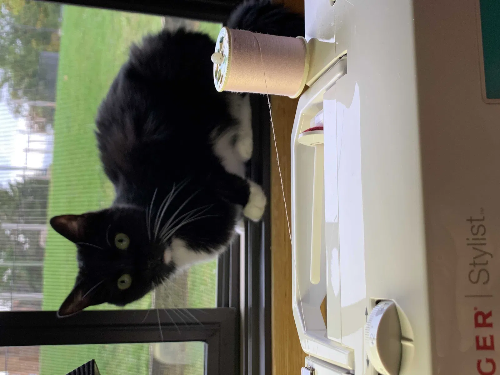 Lost cat in Green Bay, WI, 54304