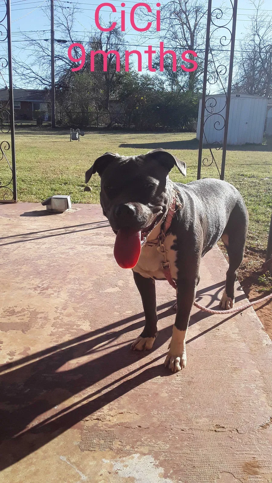 Lost dog in Oklahoma City, OK, 73114