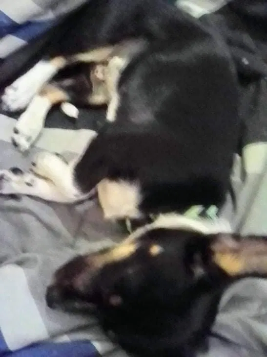 Lost dog in Okmulgee, OK, 74447