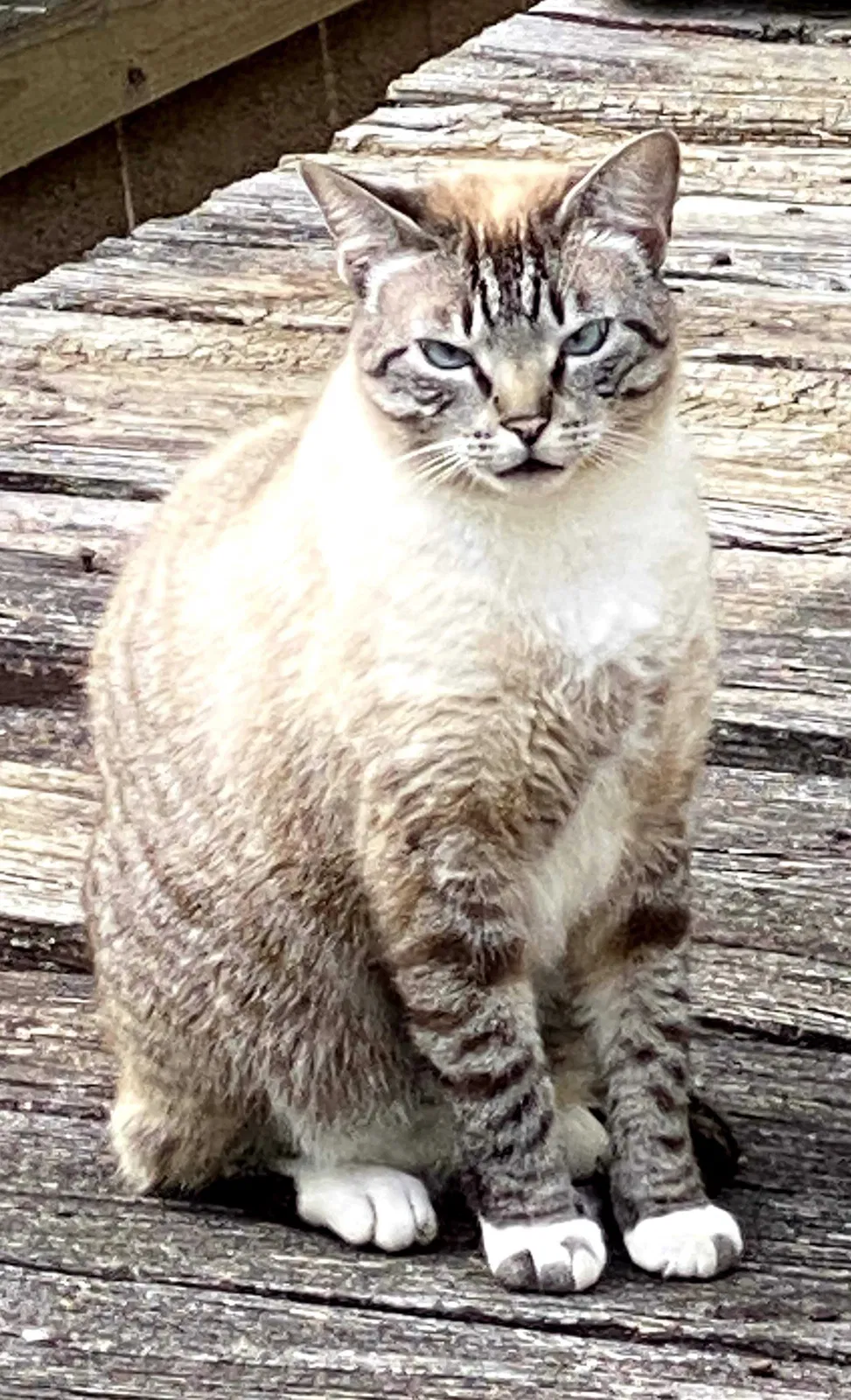 Lost cat in Atlanta, GA, 30319
