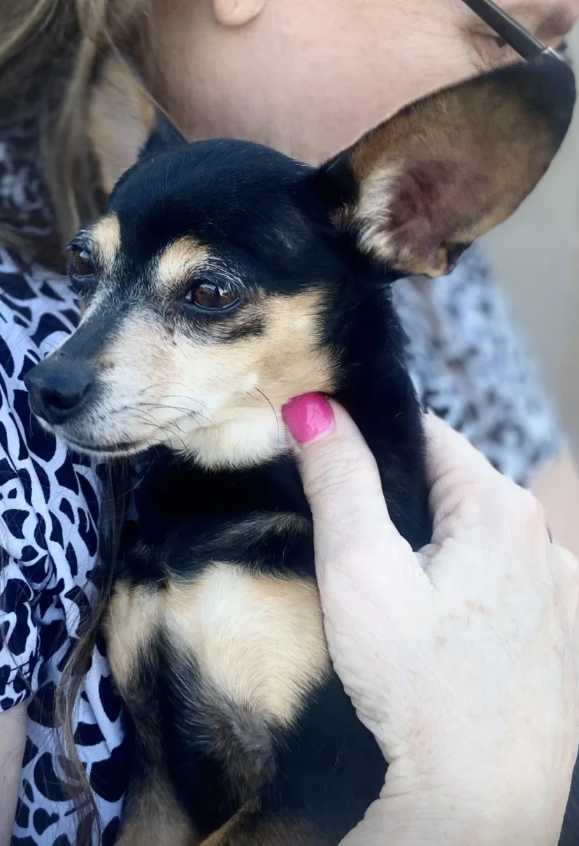 Lost dog in Riverside, CA, 92504