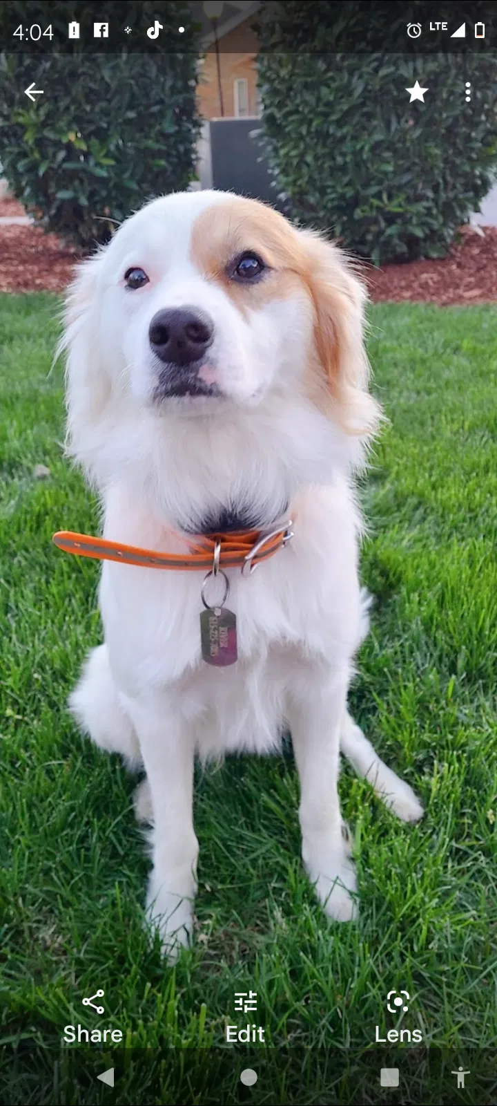 Lost dog in Nashville, TN, 37214
