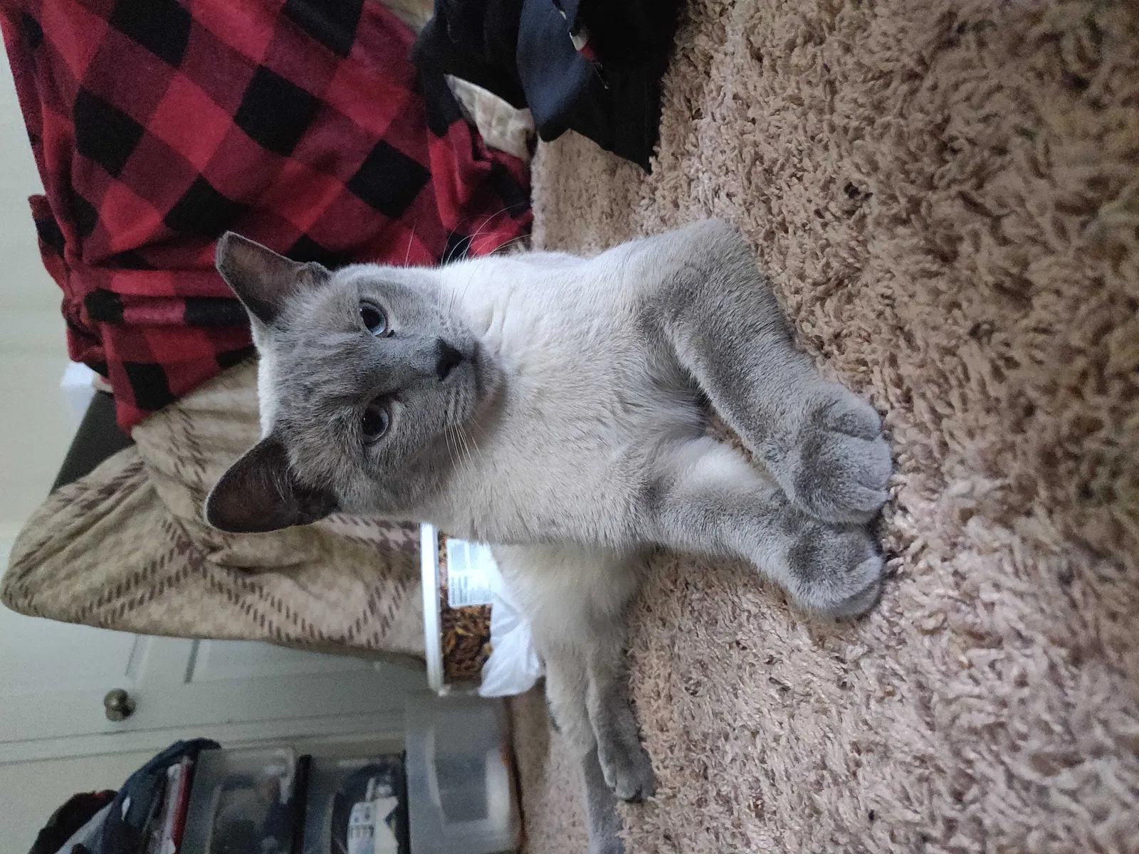 Lost cat in Lancaster, PA, 17602