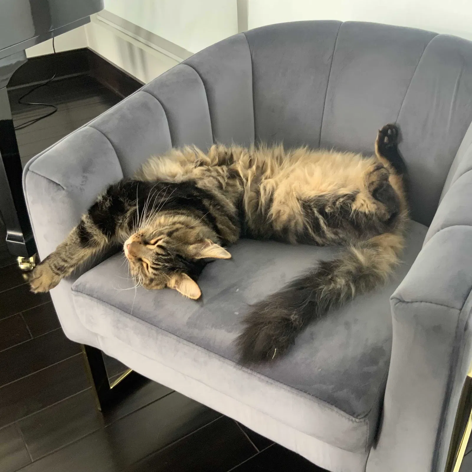 Lost cat in Pharr, TX, 78577
