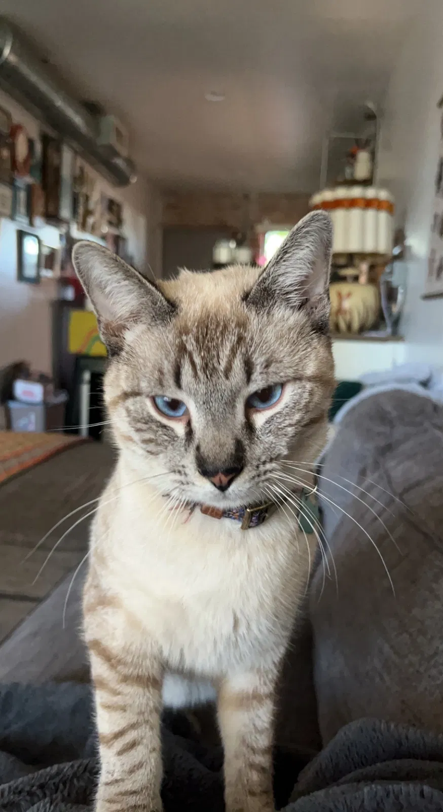 Lost cat in Phoenix, AZ, 85006
