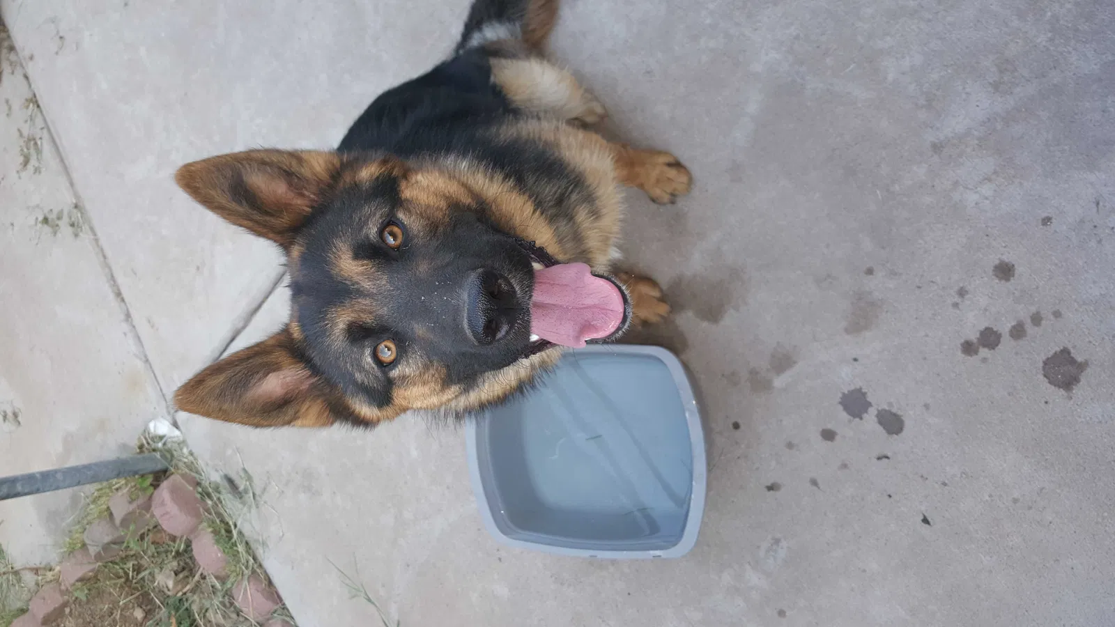 Lost dog in Phoenix, AZ, 85020