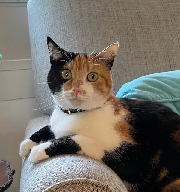 Lost cat in Temecula, CA, 92591