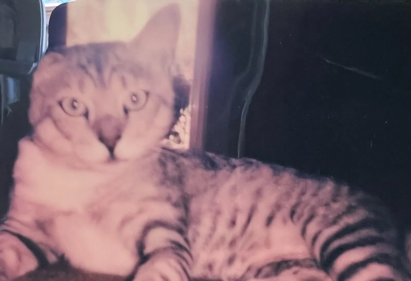 Lost cat in Escondido, CA, 92027