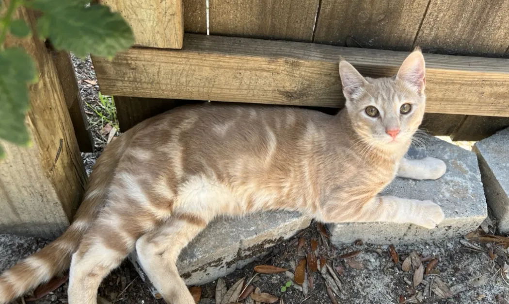 Lost cat in Pensacola, FL, 32514