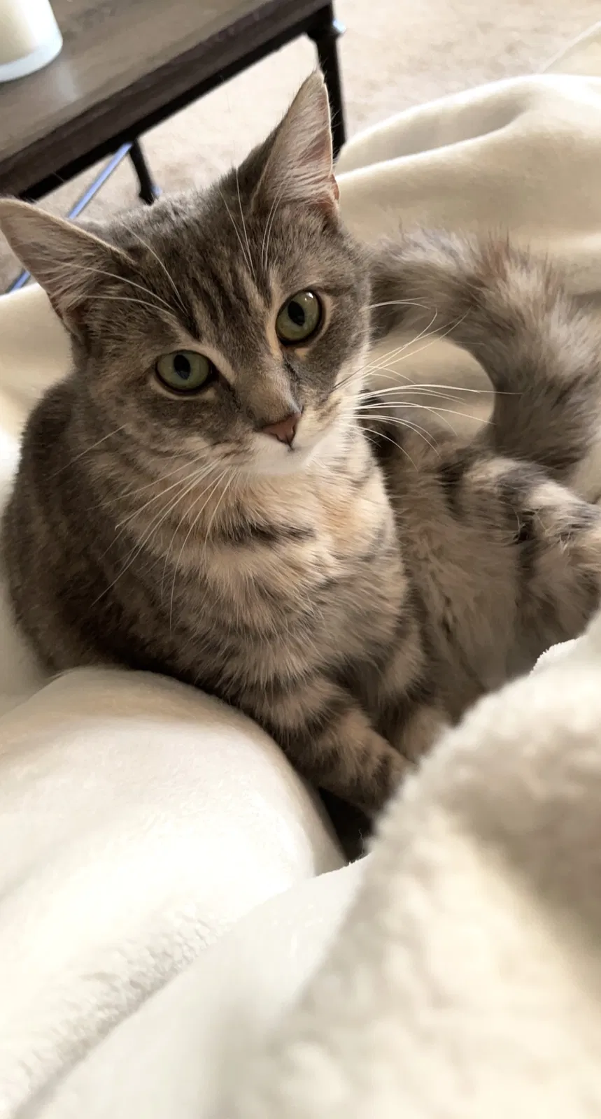 Lost cat in Kansas City, MO, 64153
