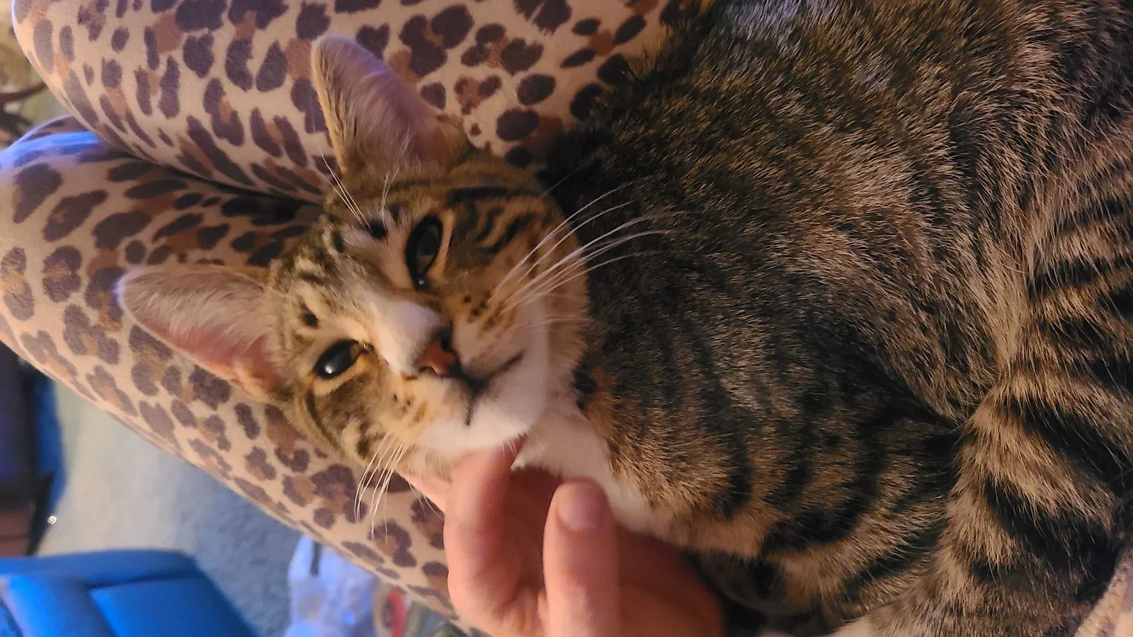 Lost cat in Lake Elsinore, CA, 92532