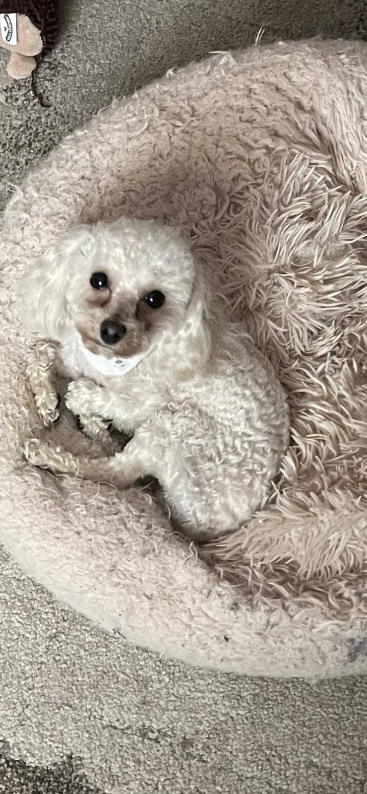Lost dog in Jackson, MS, 39212