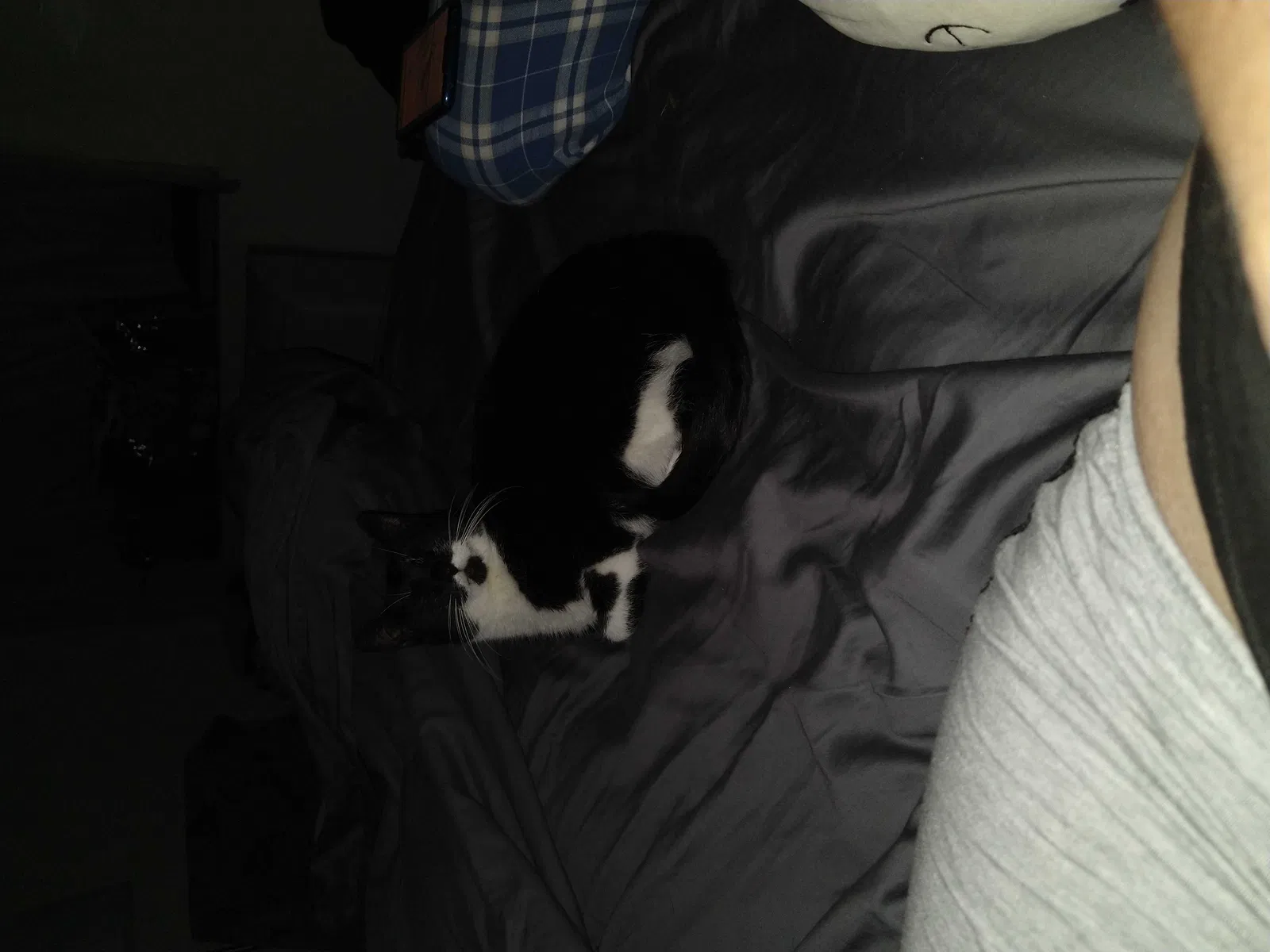Lost cat in Toledo, OH, 43612
