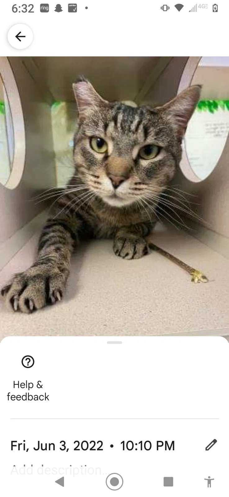 Found cat in Marshalltown, IA, 50158