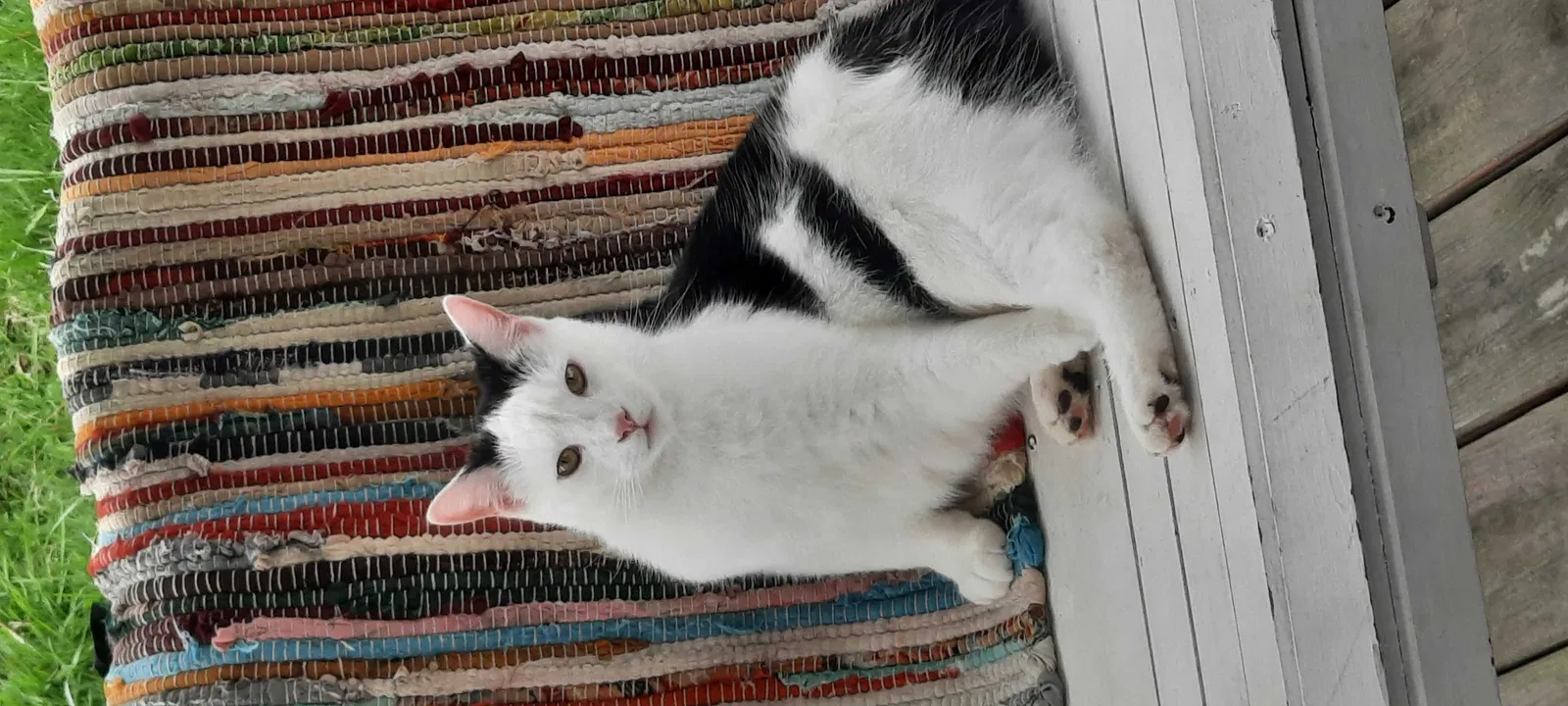 Lost cat in Sophia, WV, 25921