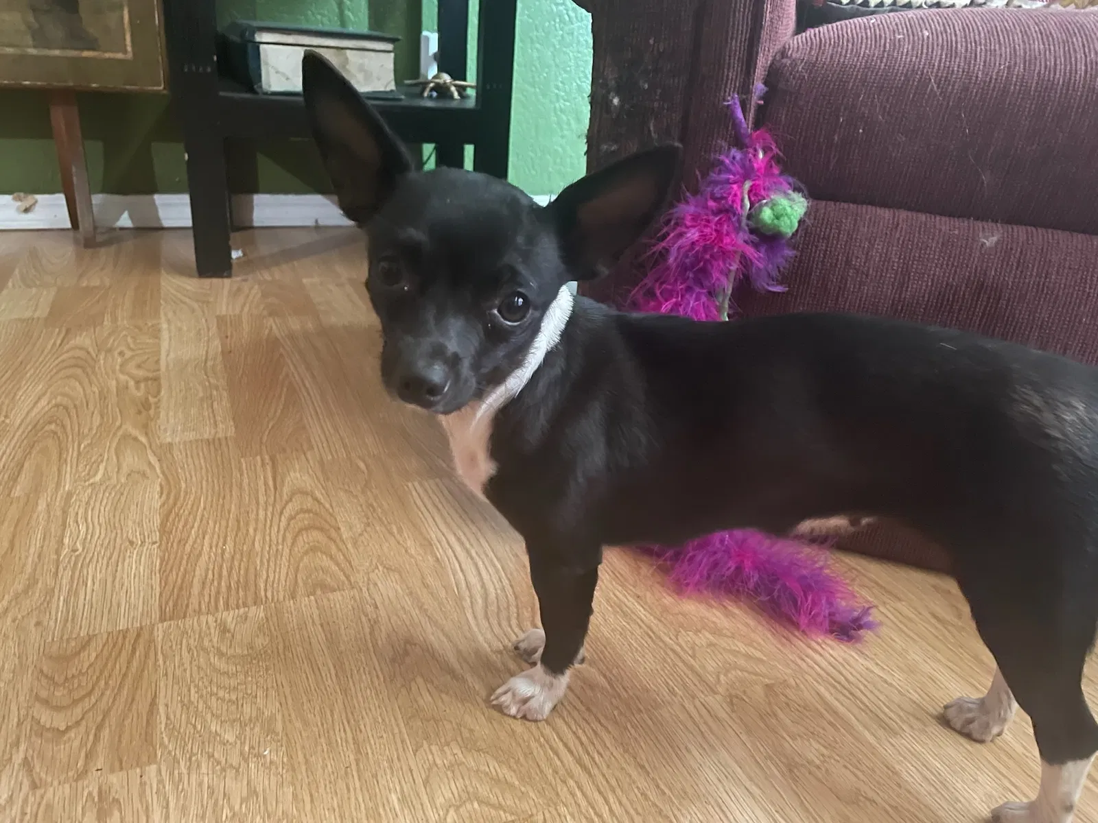 Found dog in Stockton, CA, 95207