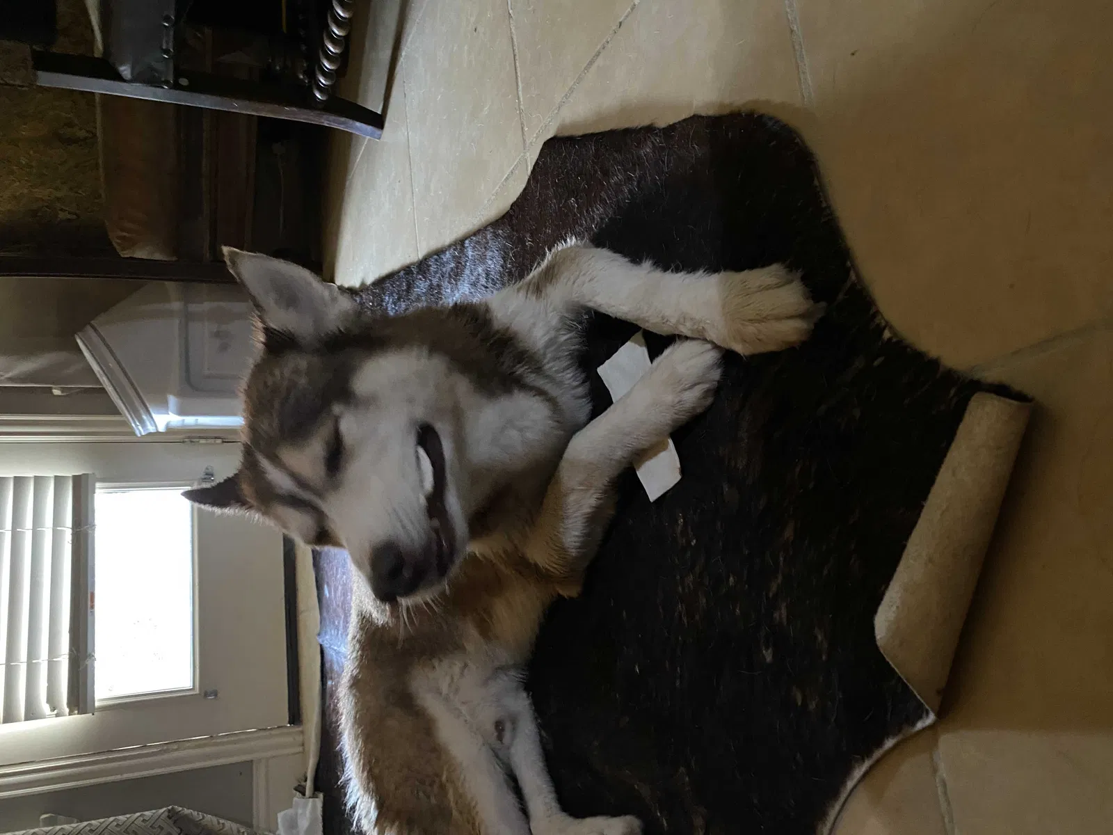 Found dog in Rockwall, TX, 75087