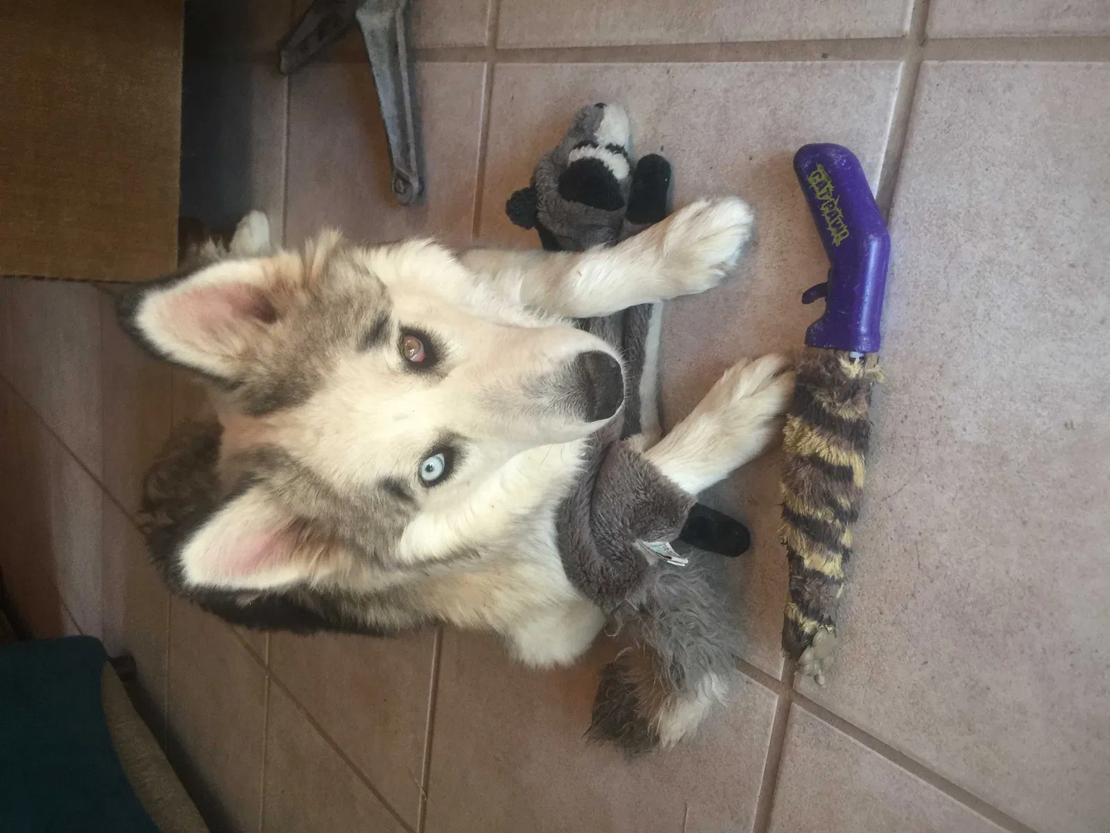 Lost dog in Placitas, NM, 87043