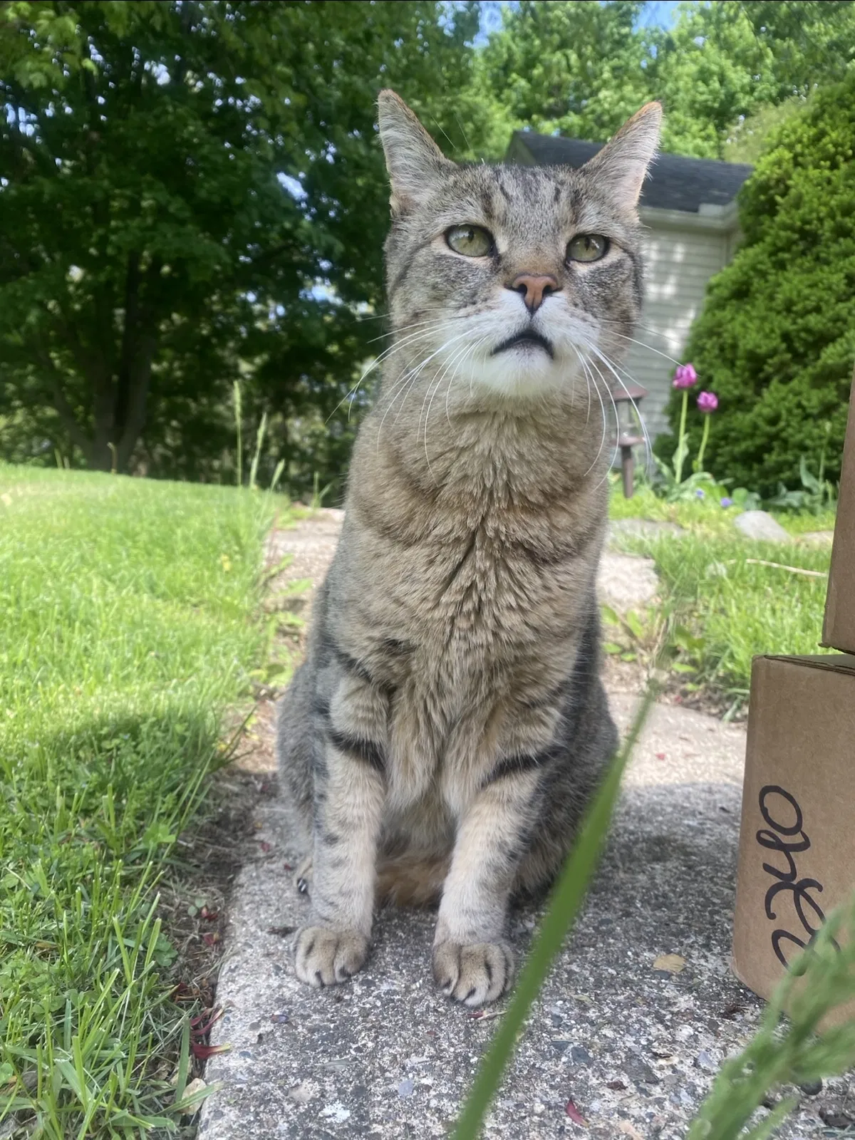Lost cat in Brighton, MI, 48114