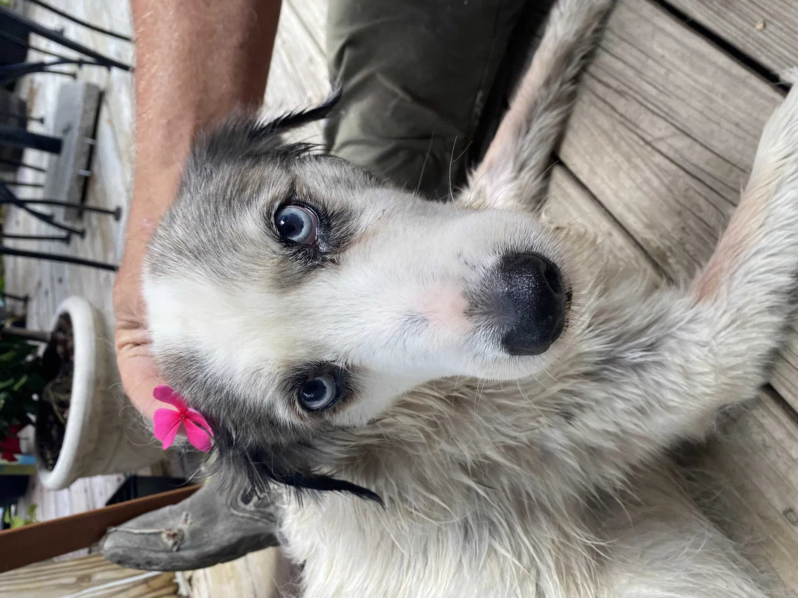 Missing Dog